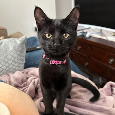 Black cat with yellow eyes wearing a pink collar sitting on a blanket indoors.