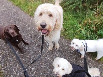 Group of dog on their walk with Hairy Howlers Hikes Dog Walker LS26
