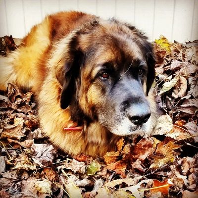 Nyx, my first Leonberger