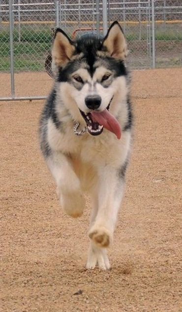 Licensed dog breeder
Breeders with health guarantees
Texas, NM
Reputable dog breeder