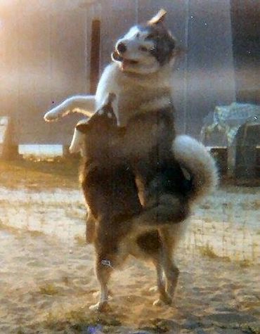 Top rated Alaskan Malamute breeders
Healthy Alaskan Malamute puppies
Alaskan Malamute breeders with health guarantees