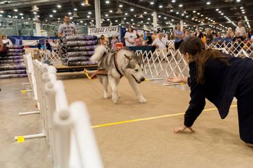 Certified Alaskan Malamute breeders
Top rated Alaskan Malamute breeders
Healthy Alaskan Malamute puppies