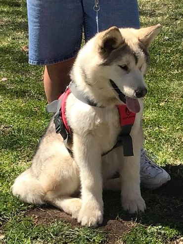 Alaskan malamute puppy in a harness