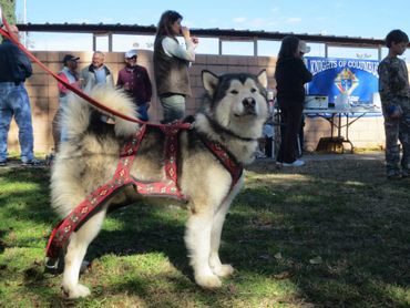 Adopt a dog
Exotic pets for sale
Rescue animals near me