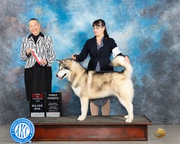 Alaskan malamute conformation win