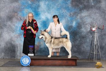 Alaskan malamute in conformation win