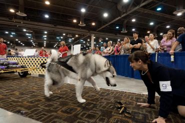 Reputable Alaskan Malamute breeders
Ethical Alaskan Malamute breeders
Texas weight pull