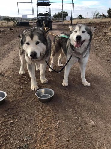Alaskan malamutes dryland mushing taking water break
