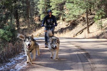 Alaskan malamutes dryland mushing