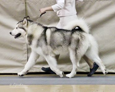 Show dog training, top quality show dogs, malamutes