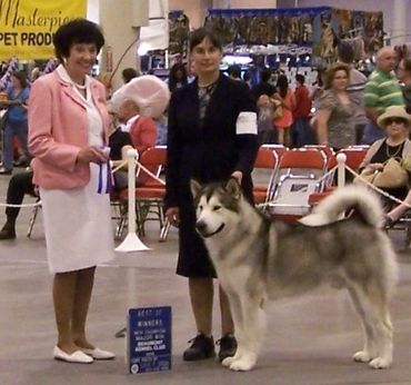 Alaskan malamute puppies, puppies, Texas, New Mexico, show dogs, Arizona, California, Oklahoma