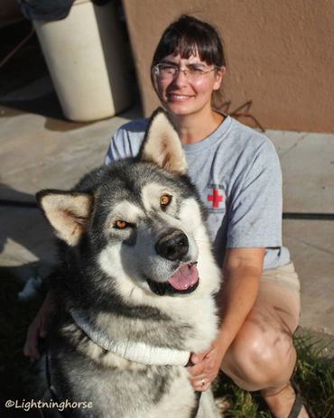 Find Alaskan Malamute puppies
Alaskan Malamute puppy price
Healthy Alaskan Malamute puppies
Texas,