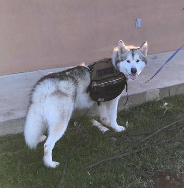 Alaskan malamute in a backpack ready for a hike.