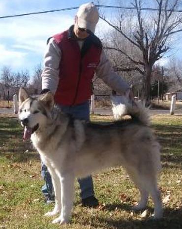 pets for sale in Texas, New Mexico, Colorado, Arizona, Oklahoma