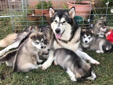 Alaskan Malamute puppies near me
Alaskan Malamute puppy adoption
Purebred Alaskan Malamute