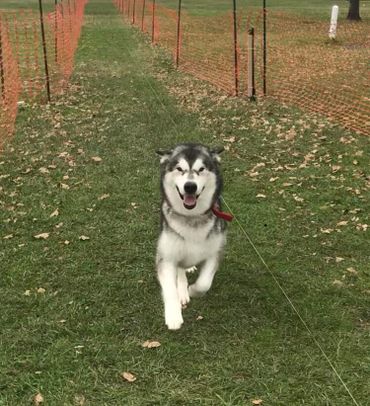 Alaskan malamute running AKC FastCAT, Alaskan Malamute puppies for sale from trusted breeders