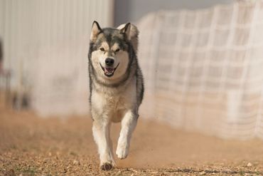 AKC FastCat, Santa Fe, NM