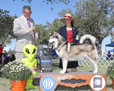 Find Alaskan Malamute puppies
Alaskan Malamute puppy price
Healthy Alaskan Malamute puppies