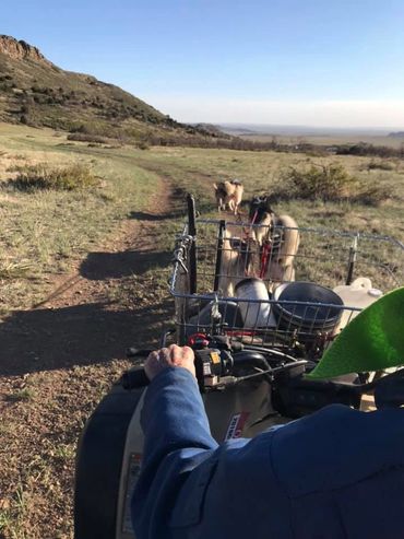 Alaskan malamute team dryland mushing, Alaskan Malamute breeders with reviews, texas, NM Colorado