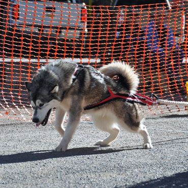 Alaskan malamute in AMCA weight pull in Alpine, Texas