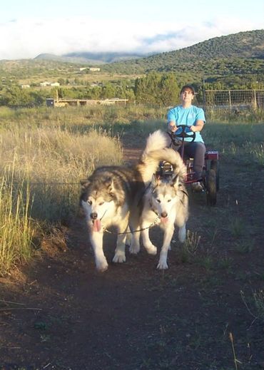Alaskan malamutes dryland mushing