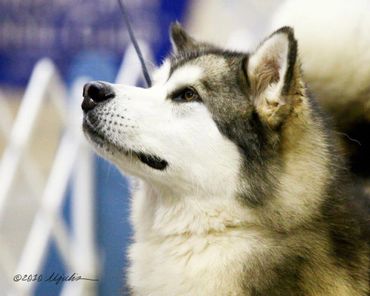 Reputable Alaskan malamute breeder in Texas, malamute puppy, health guarantee, experienced, top rated