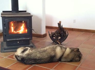 Alaskan Malamute puppies for sale from trusted breeders