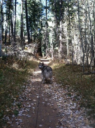 Experienced Alaskan Malamute breeders
Registered Alaskan Malamute breeder
Hiking with your dog