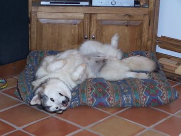 Alaskan Malamute breeders with reviews