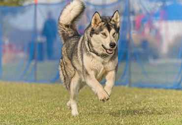 Top rated breeders for Alaskan malamute
Health tested dog breeders
Responsible breeders for puppies