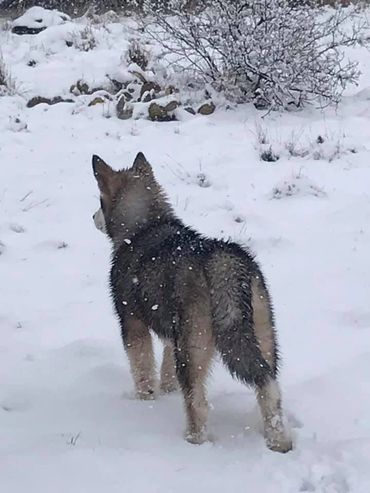 Puppies for sale
Find a puppy to adopt
Where to buy pets