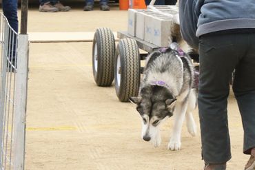 Local pet adoption centers
Reputable pet breeders
Pets for sale in united states