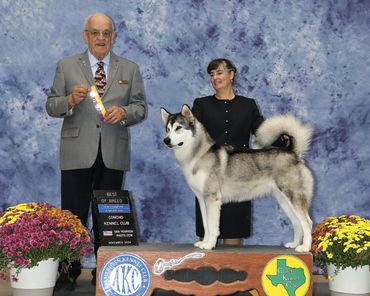 Alaskan Malamute breeder reviews
Reputable dog breeders
Ethical dog breeders near me