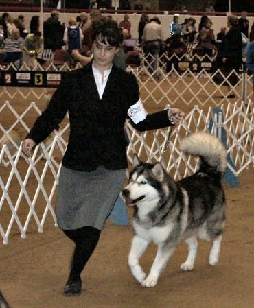 Pets for sale in Texas
Adopt a dog
Exotic pets for sale
Arizona
Texas
Oklahoma
Missouri
Kansas