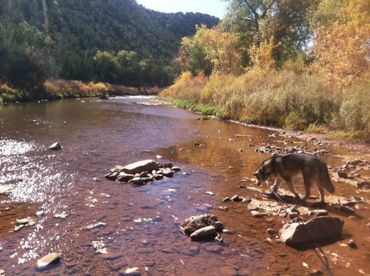 Top rated breeders for Alaskan malamute
Health tested dog breeders
Responsible breeders for puppies
P