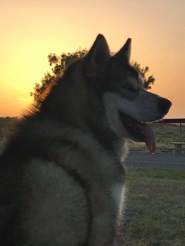 Alaskan Malamute puppies for sale
Alaskan Malamute breeders
Buy Alaskan Malamute puppy
Texas, NM