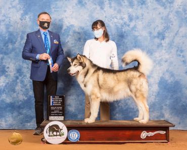 Alaskan Malamute puppies near me
Alaskan Malamute puppy adoption
Purebred Alaskan Malamute
Texas, NM