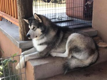 Certified dog breeders
Experienced dog breeder reviews
Registered dog breeders
New Mexico