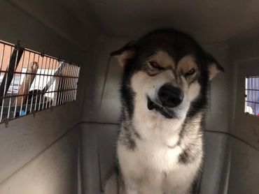 Alaskan Malamute breeder reviews
Reputable dog breeders
Ethical dog breeders near me
Arizona