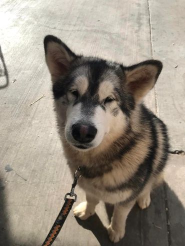 how to groom my alaskan malamute