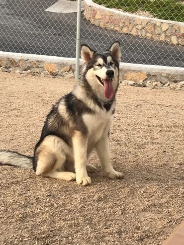 Alaskan malamute puppy