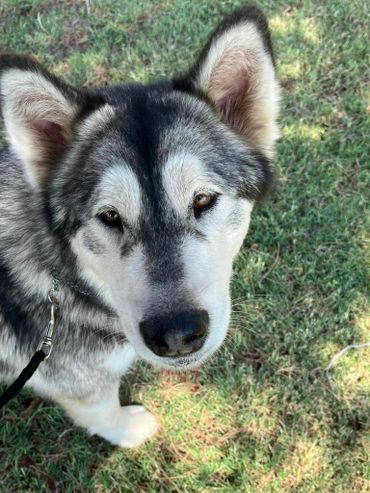 how to bathe my alaskan malamute