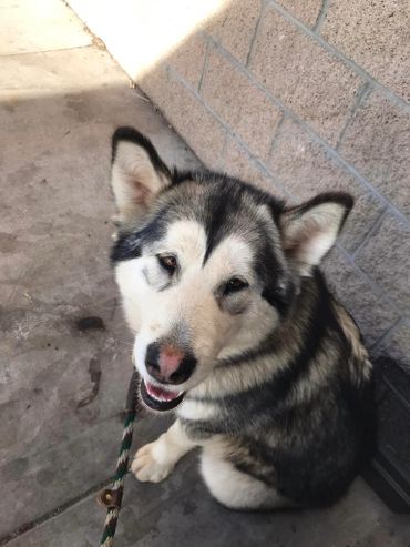 Training your Alaskan malamute puppy