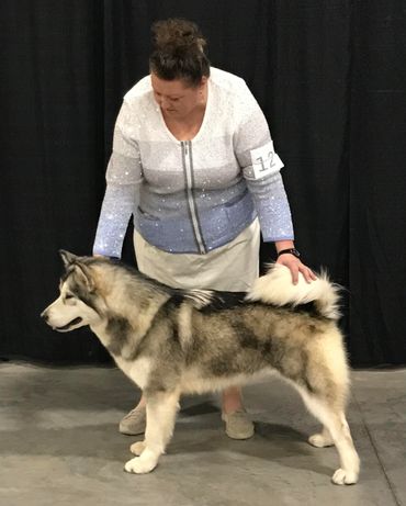 How to compete with your Alaskan malamute in conformation