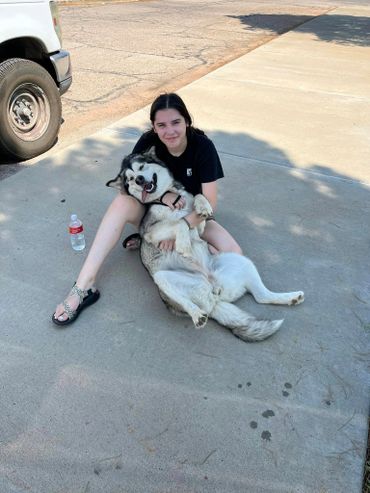 Socializing and training Alaskan malamute puppy getting snuggles