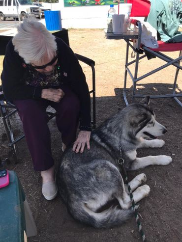 Socializing your Alaskan malamute, therapy dogs