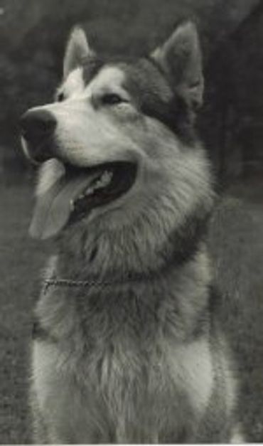 Adopt a pet near me
Puppies for sale
Find a kitten to adopt