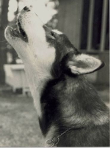 Rescue animals near me
Texas
Houston
Dallas
Austin
Santa Fe