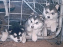 Alaskan malamute puppies Alaskan Malamute breeders with reviews