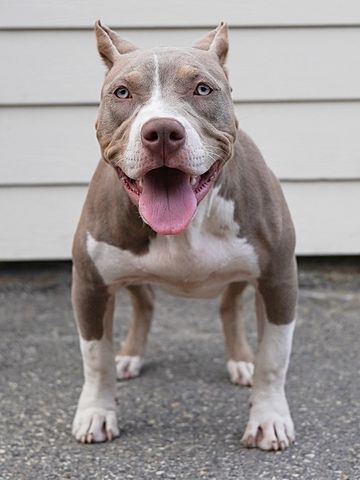Happy pit bull standing on pavement.